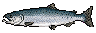 Pixel-art coho salmon with bright silver sides